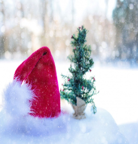 Caring Christmas Trees Project - Help Wanted